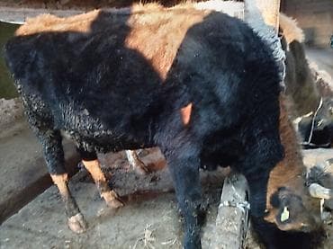 кролик фландер: Продаю | Корова (самка) | Для молока | Привязанные — 2