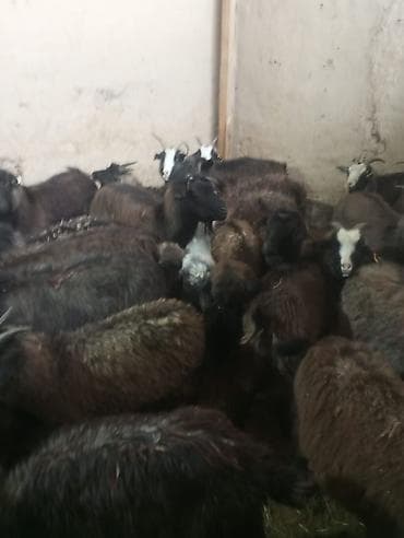 коой: Продаю | Коза (самка) | Для разведения | Котные — 1