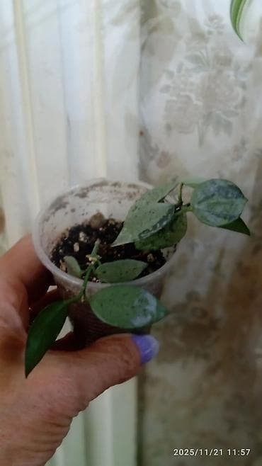 времени: Хойя вариегатная (Hoya carnosa variegata) — компактные укоренённые — 10