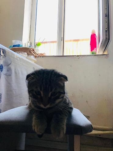 скоттиш фолд, купить: Шотландский вислоухий котёнок (скоттиш-фолд) девочка - Окрас — 1