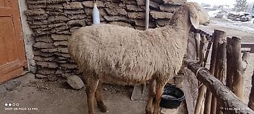 баран на зарез: Продаю | Овца (самка) | Арашан | Для разведения | Матка — 4