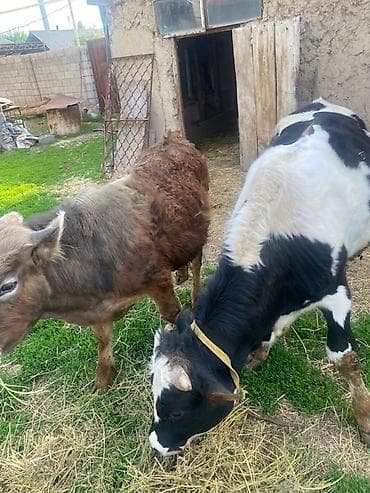 продажа собак в бишкеке: Продаю | Бык (самец) — 4