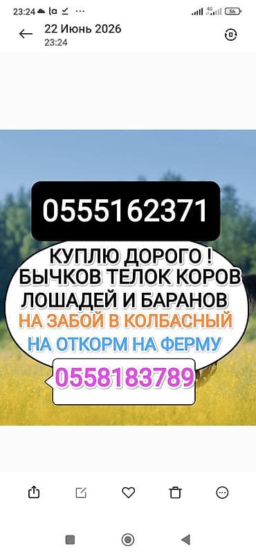 волкособ купить: Колбасный цех : Коровы, быки, | На забой, на мясо — 1