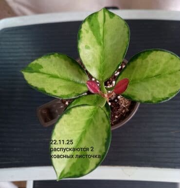 цветок кринум: Хойя «Лиза» (вариегатная) ЦЕНА-250 сом АДРЕС:Токтогула пер. Уметалиева — 4