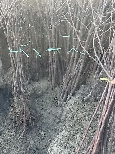 купить дерево лимона с плодами: Саженцы деревьев оптом от 100 до 450 — 5