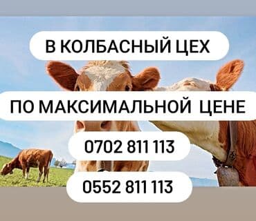 Сатып алам | Уйлар, букалар, Жылкылар, аттар, Кочкорлор, койлор | Бардык шартта, Союлган, Бордоп семиртүү үчүн lalafo.kg да Сатып алам | Уйлар, букалар, Жылкылар, аттар, Кочкорлор, койлор | Бардык шартта, Союлган, Бордоп семиртүү үчүн