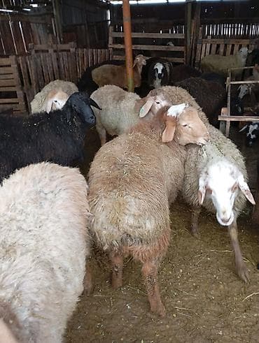 ягнята меринос: Продаю | Овца (самка) | Полукровка | Для разведения | Ярка — 3