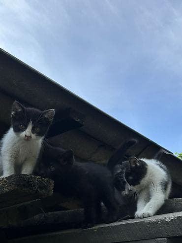 котенок даром: Кошка даром: Беспородная, 2 месяца, Девочка, Метис — 4