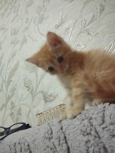 бархатные котята: Пристраивается рыжулькин. Мальчишечка. Здесь мы несчастные после — 6