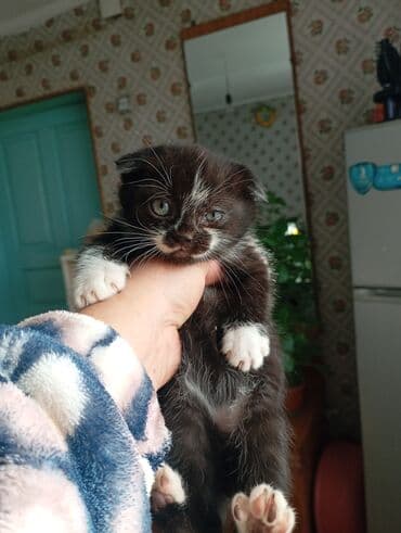 котята мейкун: Котята черно-белого окраса с яркими белыми отметинами и — 1