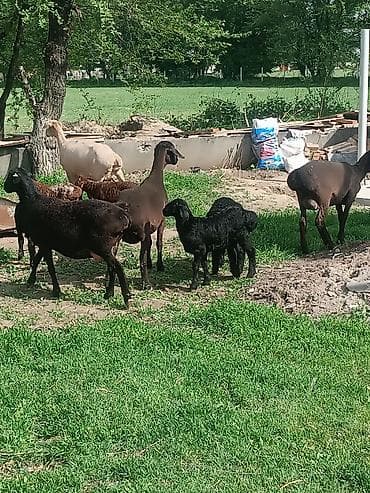 куплю козу на молоко: Продаю | Овца (самка) | Полукровка | Для разведения | Матка — 1