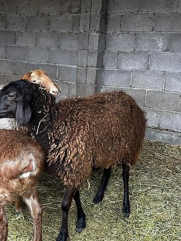 парода ала тоо: Продаю | Овца (самка) | Для разведения — 4