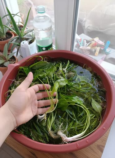 наполнители для кошек: Продаю аквариумные растения🌿 Продаю или обменяю на корм либо же — 1