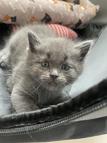 кошк: Котята серого и черно-серого окраса Черные-серые: 2 мальчика Серые-1 — 2