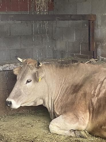 ат талас: Продаю | Корова (самка) | Швицкая | Для разведения, Для молока | Привязанные — 3