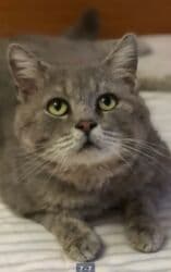 фонд добрые руки: Кошка даром: Беспородная, 3 месяца, Мальчик, Приучена к лотку, Проглистована, С документами — 9