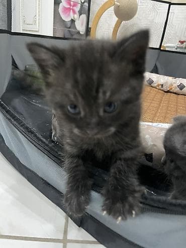 кошк: Котята серого и черно-серого окраса Черные-серые: 2 мальчика Серые-1 — 5