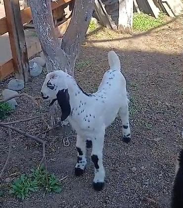 Продаю | Козёл (самец) | Нубийская | Для разведения | Осеменитель