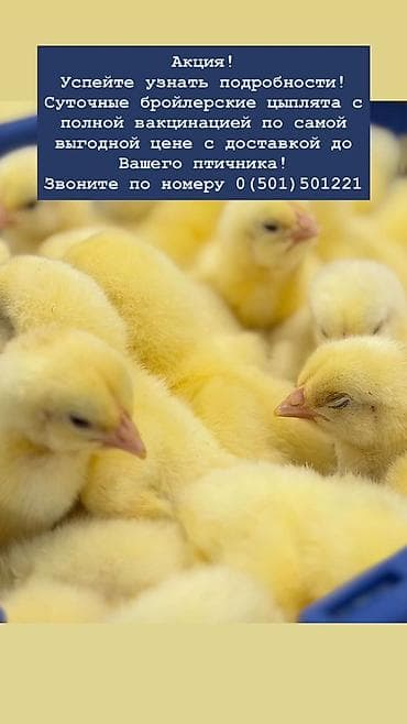 купить кошку манчкин: Продаю | Цыплята | РОСС 308 — 2