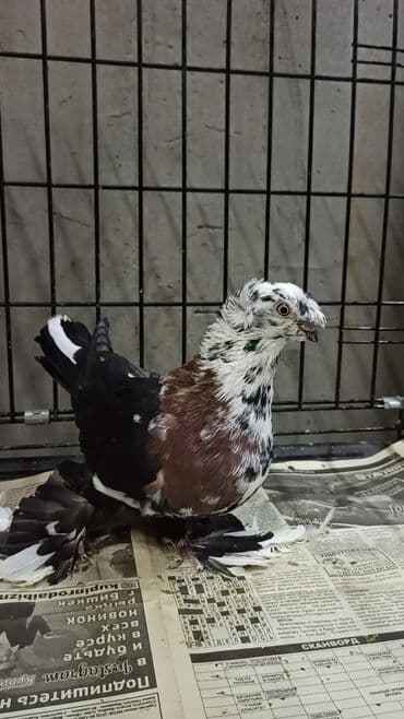 породистые голуби цена: Голуби (САМЦЫ) на продажу. Закрытые, не гоненные, плодные. Нахожусь в — 3