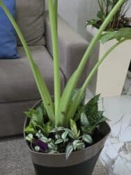 садовый дом: Продаю цветочную композицию. кашпо (Польша.) Высота растения 160 см — 4