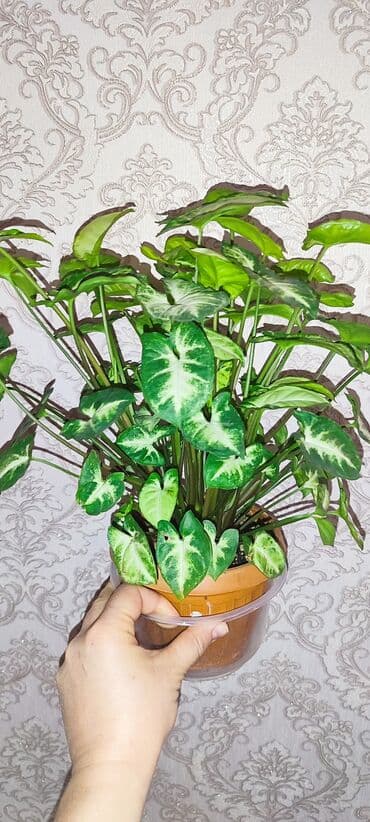 семена павловния купить в бишкеке: Зефирантес розовый 150 сом (3-4 луковицы в стакане) - ул.7 апреля 2/7 — 17