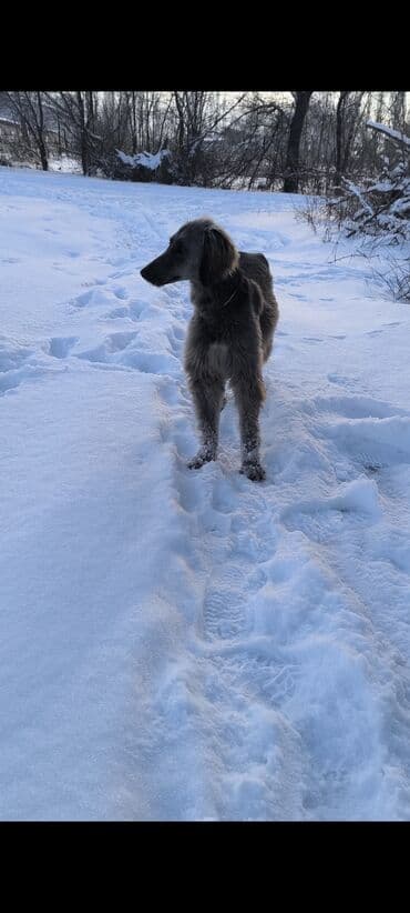 11 ургачы тайган баасы 6 мин Назначение: элегантная охотничья и