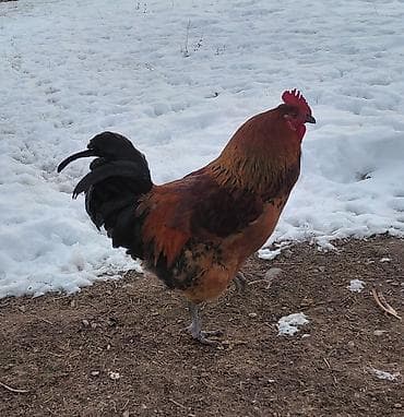 латок для котов: Продаю | Петух | Кучинская | На забой, Для разведения — 2