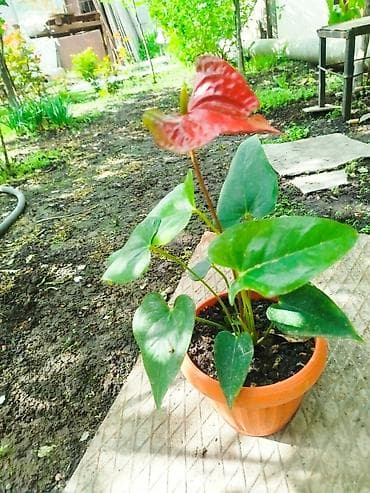 Мужское счастье. Комнатное растение в горшке — антуриум (Anthurium)