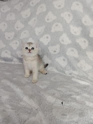 Британский короткошёрстный котёнок, окрас серебристая
