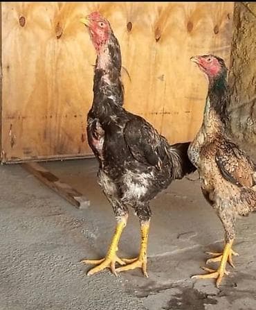 козу сатылат бишкек: Сатам | Тооктор | Тебиштирүүчү | Көбөйтүү үчүн — 4