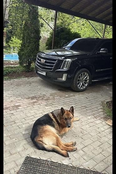 ли 7: Cadillac Escalade: 2018 г., Автомат, Бензин, Внедорожник — 7