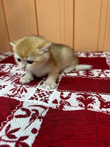 британская длинношёрстная кошка: Открыто бронирование Британские котята, окрас золотой шиншилла — 5