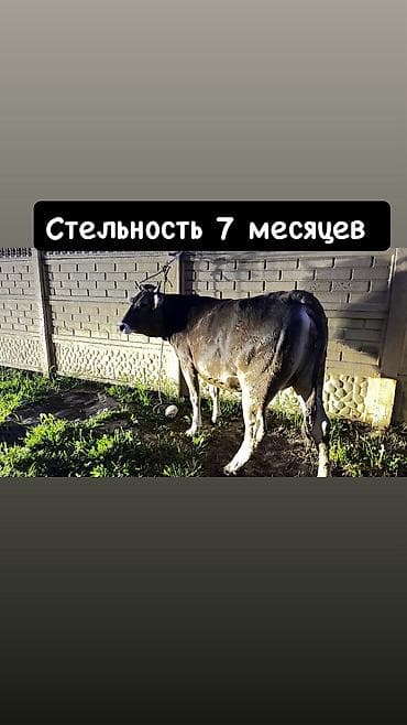 Үй жаныбарлары: Сатам | Уй (ургаачы) — 1
