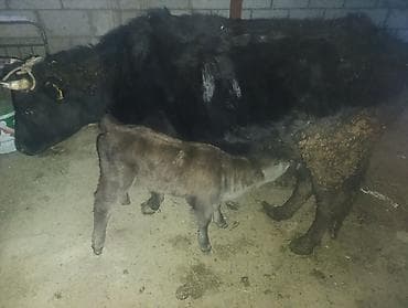 шкура крс: Продаю | Корова (самка) | Для молока | После отела — 6