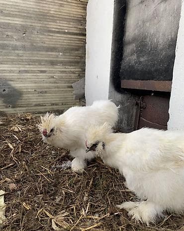 страус цена бишкек: Продаю Китайских шелковых кур молодые 8-10 месяцев, спокойные — 4