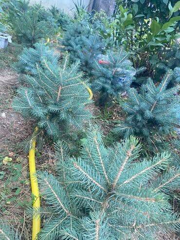 Барбекю: Көчөттөр дарактардын: Карагайлар, Өзү алып кетүү, Акылуу жеткирүү — 1