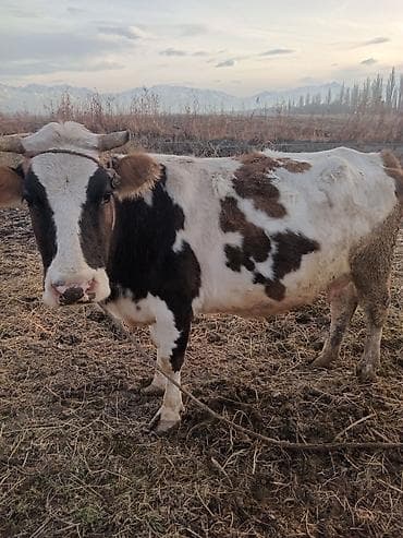 Продаю | Корова (самка) | Для молока | Привязанные
