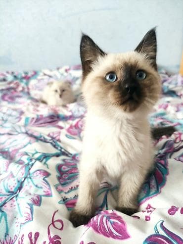золотая шотландская шиншилла: 🐾 Чистокровный Шотландский прямоухий котёнок (Scottish Straight), 4 — 2