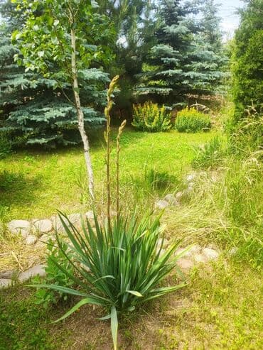 куплю дом на иссык куле: Дом, 100 м², 5 комнат, Собственник — 16