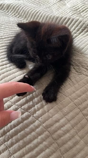Мышыктар: Отдадим милого котенка в добрые руки!!девочка 1,5 месяца игривая — 3