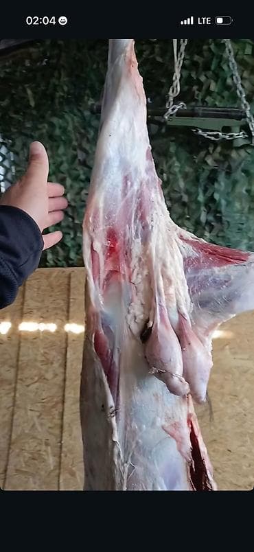 грибы иссык куля: КАСАПЧЫ сойуу,жиликтоо, куйкало,чалыныздар!!! — 3