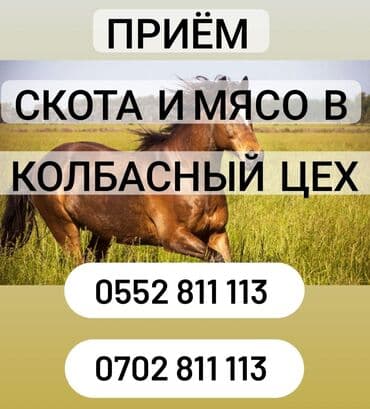 животные коты: Сатып алам | Уйлар, букалар, Жылкылар, аттар, Башка а/ч жаныбарлары | Күнү-түнү, Бардык шартта, Союлган — 1