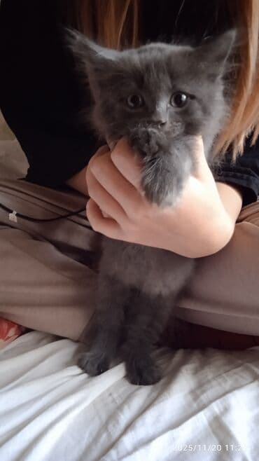 1 мальчик 2 котенка оригинал: Котята в добрые и ответственые руки. Кушают все и китекет тоже. Кашку — 15