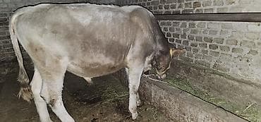 черный брама: Продаю | Корова (самка), Бык (самец), Тёлка | Швицкая | Для разведения, Для молока | Племенные — 5