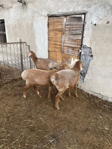 объявления о пропаже животных: Продаю | Овца (самка), Ягненок | Арашан | Для разведения | Племенные, Ярка, Ягнившаяся — 5
