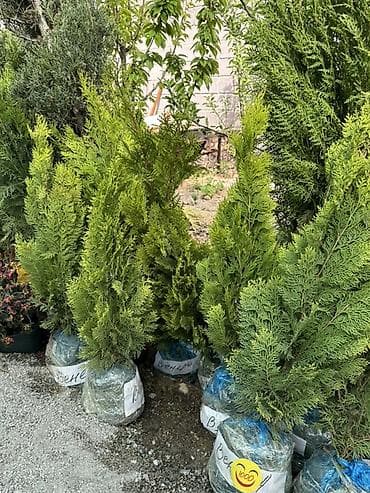 туя голубая ёлка: Туя (саженцы с комом земли) - Вечнозелёные декоративные хвойные для — 4