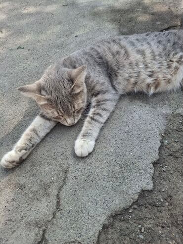 показы 1 354 72 договорная кошка даром британская короткошёрстная 1 год мальчик метис 2 позвонить написать: Серая полосатая кошка. Её шерсть имеет характерный серый окрас с — 1