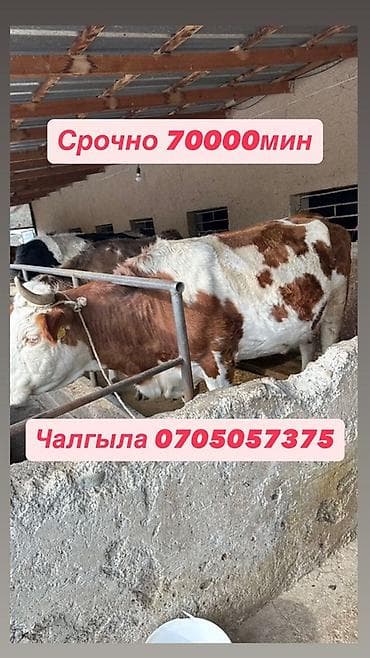 коой: Продаю | Корова (самка), Бык (самец) — 1