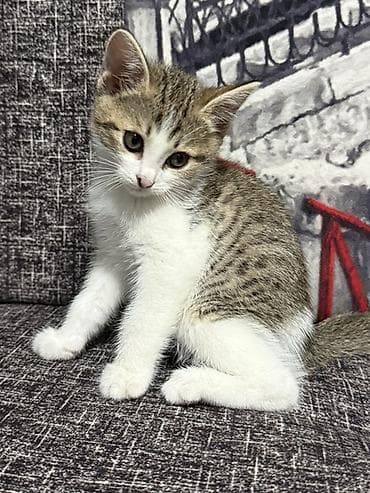 Кошки: 1.5 месяца, девочка котёнок домашний, короткошёрстный. Описание: - — 1
